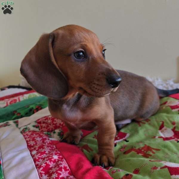 CJ, Dachshund Puppy